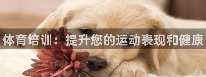 焦点娱乐是哪个公司的产品：体育培训：提升您的运动表现