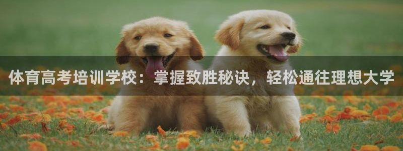 焦点娱乐软件版本大全：体育高考培训学校：掌握致胜秘诀